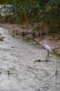 Little Egret, Egretta Garzetta, fishing at a small stream Maayan Zvi pools, northwest Israel