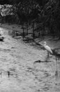 Little Egret, Egretta Garzetta, fishing at a small stream Maayan Zvi pools, northwest Israel