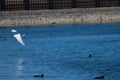 Little egret Egretta garzetta in flight. Royalty Free Stock Photo