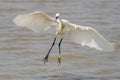 Little Egret Egretta garzetta in flight Royalty Free Stock Photo