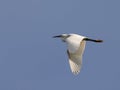 Little egret (Egretta garzetta) in flight Royalty Free Stock Photo
