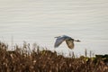 Little Egret Egretta garzetta in flight Royalty Free Stock Photo