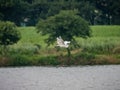 Little egret egretta garzetta in flight over a river Royalty Free Stock Photo