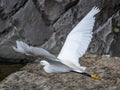 Little egret Egretta garzetta in flight over Sasebo River Royalty Free Stock Photo