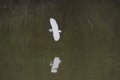 Little egret (Egretta garzetta) in flight, reedbed in Danube delta, Romania,
