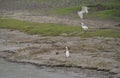 Little egret (Egretta garzetta) in flight, reedbed in Danube delta, Romania,