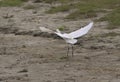 Little egret (Egretta garzetta) in flight, reedbed in Danube delta, Romania,