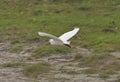 Little egret (Egretta garzetta) in flight, reedbed in Danube delta, Romania,