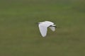 Little egret (Egretta garzetta) in flight, reedbed in Danube delta, Romania,