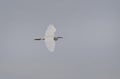 Little egret (Egretta garzetta) in flight, reedbed in Danube delta, Romania,