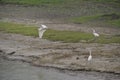 Little egret (Egretta garzetta) in flight, reedbed in Danube delta, Romania,