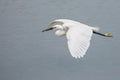 Little egret, egretta garzetta, flying in Camargue, France Royalty Free Stock Photo