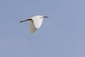 Little egret, egretta garzetta, flying in Camargue, France Royalty Free Stock Photo