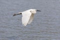 Little egret, egretta garzetta, flying in Camargue, France Royalty Free Stock Photo