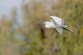 Little Egret (Egretta garzetta) flying over a nesting colony in spring Royalty Free Stock Photo