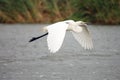 The little egret (Egretta garzetta) flying over the river Royalty Free Stock Photo