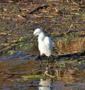 Little Egret Egretta garzetta, Hertfordshire, England