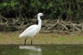 Little Egret Egretta Garzetta hunting Royalty Free Stock Photo