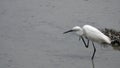 Little Egret Egretta garzetta Hunting on Water