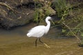 Little egret (Egretta garzetta)