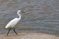 Little egret (Egretta garzetta) Royalty Free Stock Photo