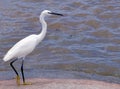 Little egret (Egretta garzetta) Royalty Free Stock Photo