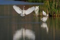 Little Egret (Egretta garzetta). Royalty Free Stock Photo