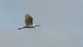 Little Egret Egretta Garzetta