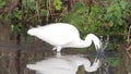 Little egret, Egretta garzetta