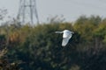 Little Egret Egretta garzetta in flight Royalty Free Stock Photo