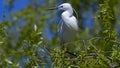 Little egret Egretta garzetta Royalty Free Stock Photo