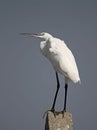 Little Egret (Egretta garzetta) Royalty Free Stock Photo