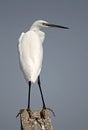 Little Egret (Egretta garzetta) Royalty Free Stock Photo