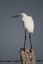 Little Egret (Egretta garzetta) Royalty Free Stock Photo