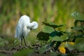 Little egret (egretta garzetta) Royalty Free Stock Photo