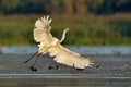 Little egret (egretta garzetta) in natural habitat