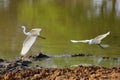 The little egret Egretta garzetta, a pair of herons flying over water. Two little white herons in flight over the muddy water of Royalty Free Stock Photo