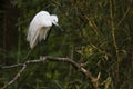Little egret Egretta garzetta, photo of this big white wading bird, standing on a branch, cleaning his feathers Royalty Free Stock Photo