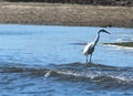 Little Egret Or Egretta Garzetta In River In Algarve Portugal Royalty Free Stock Photo