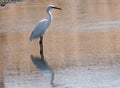 Little Egret Or Egretta Garzetta In River In Algarve Portugal Royalty Free Stock Photo