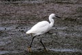 Little Egret Or Egretta Garzetta In River In Algarve Portugal Royalty Free Stock Photo