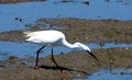 Little Egret Or Egretta Garzetta In River Delta In Algarve Portugal Royalty Free Stock Photo