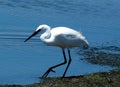 Little Egret Or Egretta Garzetta In River Delta At Faro Portugal