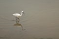 Little egret (Egretta Garzetta) in shallow water Royalty Free Stock Photo