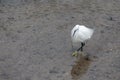 Little Egret, Egretta garzetta, in shallow water at Kingsbridge in Devon Royalty Free Stock Photo