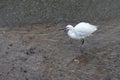 Little Egret, Egretta garzetta, in shallow water at Kingsbridge in Devon Royalty Free Stock Photo