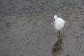 Little Egret, Egretta garzetta, in shallow water at Kingsbridge in Devon Royalty Free Stock Photo