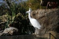 Little egret, Egretta garzetta, single bird, Valencia, Spain