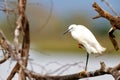 Little egret in Mkuze Game Reserve