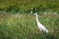 Little Egret Egretta Garzetta small heron bird in the field